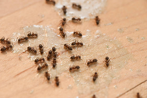Best Emergency Pest Control  in Post, TX
